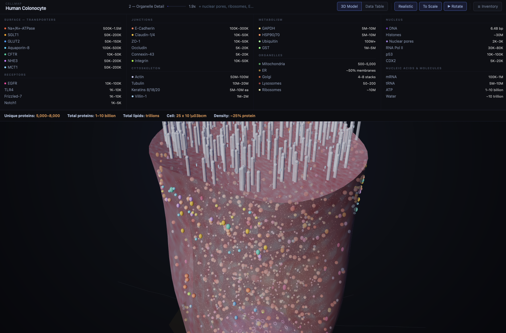 CellMap: Building a Living, Breathing Cell You Can Explore